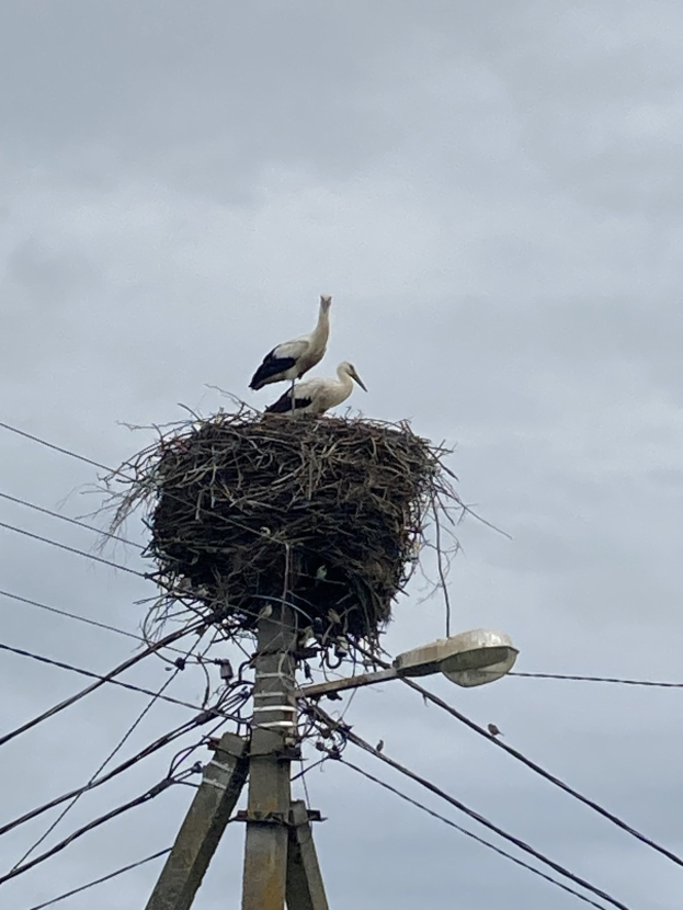 Zwei Weißstörche auf einem Nest auf einer Stromleitung mit sichtbaren Drähten und einer Straßenlaterne im Hintergrund.