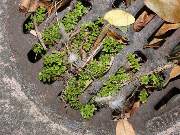 Kleine grüne Pflanzen wachsen aus einer Metall-Schachtoberfläche auf einem Boden, der mit trockenen Blättern und Abfällen bedeckt ist.