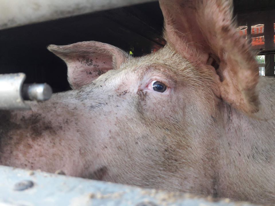 Ein Schwein schaut aus dem Fenster eines Lastwagens mit einem metallischen Objekt im Vordergrund und Bäumen im Hintergrund, das ängstlich erscheint.
