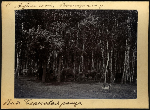 Schwarz-weißes Foto von Kühen, die auf einer bewaldeten Fläche grasen, mit Text am unteren Rand.