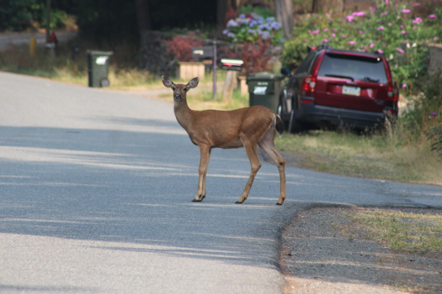 Ein Hirsch überquert eine Straße vor einem Haus, mit einem geparkten Auto auf der rechten Seite und Vegetation und Mülltonnen im Hintergrund.