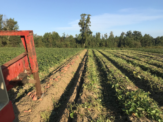 Ein grüner Traktor, der ein Sojabohnenfeld mit einer Egge im Vordergrund pflügt, umgeben von Bäumen und einem klaren blauen Himmel im Hintergrund.