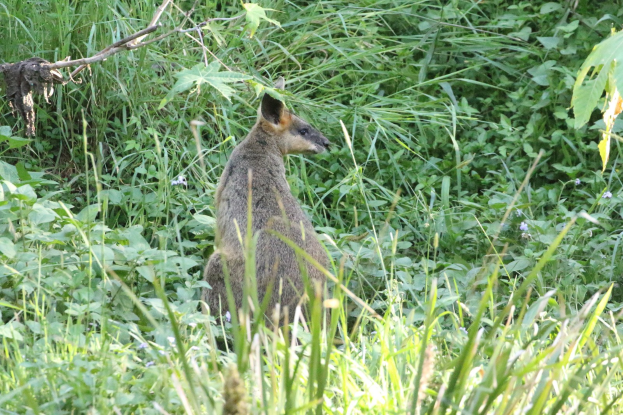 Ein Wallaby mit braun-schwarzem Fell steht wachsam im Gras nahe Pflanzen, Ohren gespitzt.
