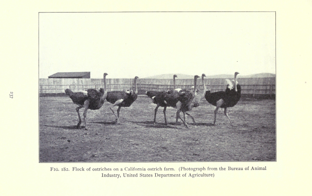 Eine Schar von Straußen auf einer Straußenfarm in Kalifornien, mit einem Zaun, einem Haus und Himmel im Hintergrund und Text unten.