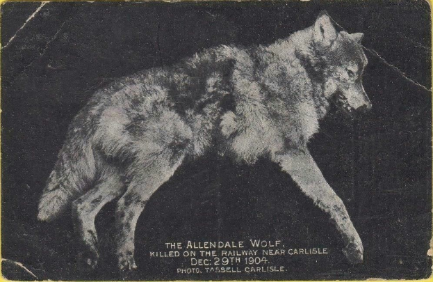 Schwarz-weiß-Foto eines Wolfs auf gelbem Hintergrund mit dem Text "Der Allendale Wolf getötet auf der Eisenbahn in der Nähe von Carlisle" darunter.