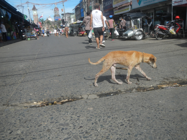 Ein Hund geht die Straße entlang vor einer Menschenmenge, einige tragen Mützen, mit Fahrzeugen, Gebäuden, Strommasten und einem Uhrturm im Hintergrund bei bewölktem Himmel.
