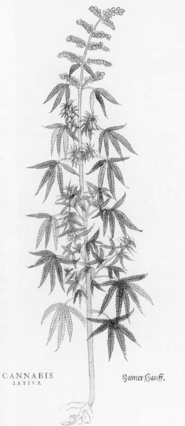 Schwarze und wei├če Strichzeichnung einer Cannabis Sativa-Pflanze mit beschrifteten Bl├Ąttern und Stielen.